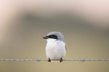A close-up Loggerhead Shrike perched on barbed wire in front of a smooth out of focus green background.