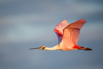 Obraz premium A Roseate Spoonbill flies with its bright pink wings spread in golden early morning sunlight.