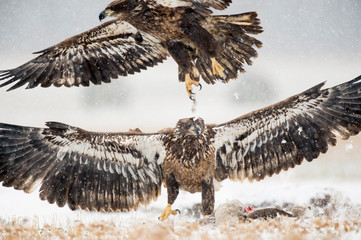 A Juvenile Bald Eagle flying in the snow chasing another eagle around a carcass.