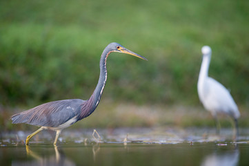 A Tricolored Heron wades in the shallow water in soft overcast light with a smooth green background.