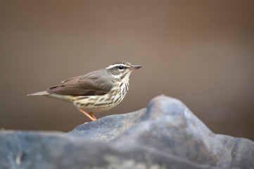 A close-up of a Louisiana Waterthursh perched on a smooth rock with a soft brown background in overcast light.