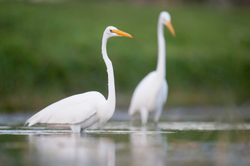 Obraz premium A Great Egret wades in the shallow water searching for small fish and food in soft light with a smooth green background.