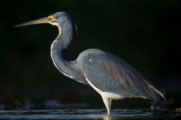 A Tricolored Heron stalks the shallow water in the early morning sun with a dark background and dramatic lighting.