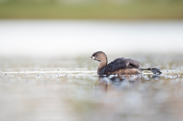 A small Pied-billed Grebe floats on the calm water in the soft sunlight.