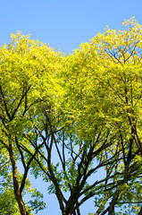 Tree branches with bright spring foliage photographed against the blue sky. Green and yellow leaves, sun shining on the tree. Spring concept