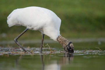A Wood Stork wading in shallow water as it hunts for small fish in the soft overcast light with a smooth green background.