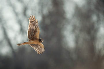 A Northern Harrier flies over an open field with a tree background in the winter on a bright sunny day.