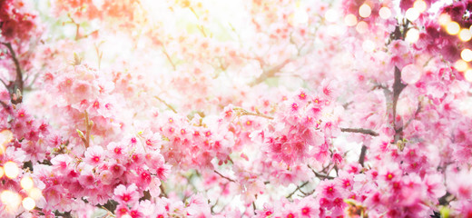 Spring background with cherry blossom