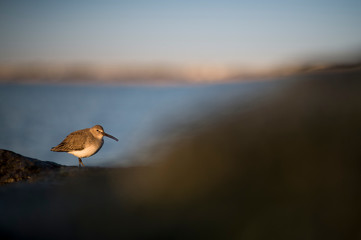 A Dunlin perched on jetty rocks in a spotlight of golden morning sunlight with the ocean in the background.