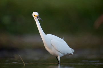 A Snowy Egret stalks prey in shallow water in early morning sunlight with a dark green background.