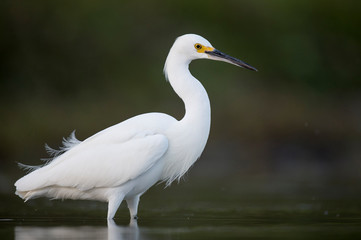 A Snowy Egret stalks the shallow water in search of food with a dark smooth background.