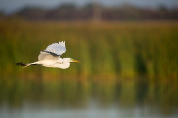 A Great Egret flies in the morning sunlight with nesting material branches in its beak.