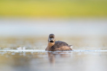 A Pied-billed Grebe floating on calm water in the soft early morning sunlight with a smooth out of focus background.