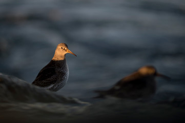 A Purple Sandpiper peeks its head up into a spotlight of sun in the early morning.