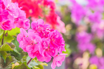 geranium in summer garden. Ivy-leaf pelargonium.Geranium Peltatum. Decorative plants.