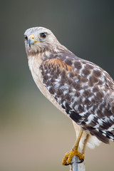 A close portrait of a Red-shouldered Hawk with a smooth background in soft light with its piercing eyes.