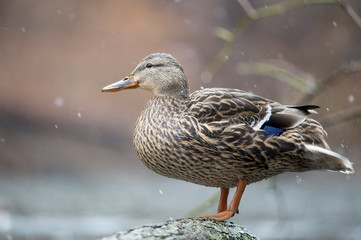 A close portrait of a female Mallard perched on a log in a light falling snow.