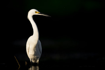 A close-up portrait of a Snowy Egret in the bright sun against a dark black background.