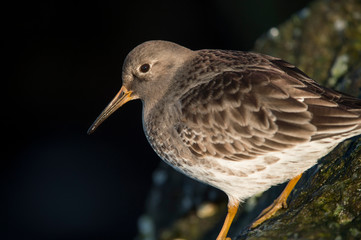 A close-up of a Purple Sandpiper in the morning sunlight with a smooth dark black water background.