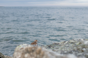 A scenic view of a small Ruddy Turnstone perched on jetty rocks with the ocean water in the background in soft overcast light.