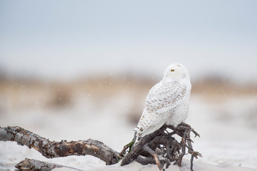 A Snowy Owl perched on driftwood sitting on a beach with the dunes behind it in a light snow on a...