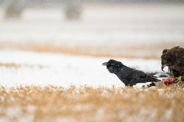 A Common Raven sitting on the ground in an open field on a cold snowy day.