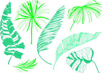 illustration of tropical leaves. abstract clean minimalist design. ink botanical drawing for print.