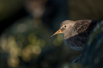 Purple Sandpiper in the morning sunlight on green seaweed covered jetty rocks.
