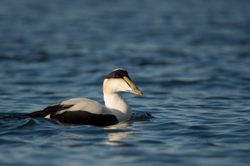 A male Common Eider swims in the calm bright blue water on a sunny day.