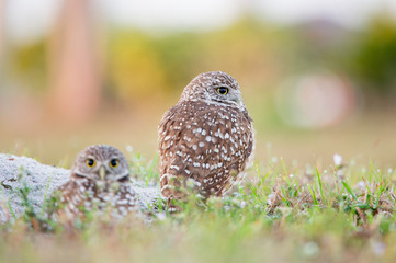 A pair of Florida Burrowing Owls standing in the grass in soft morning sunlight with a smooth background.