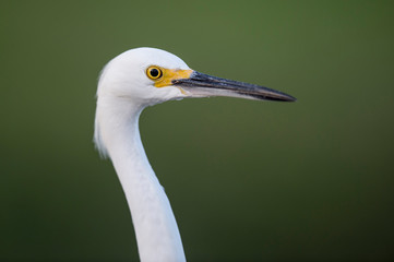A close-up portrait of a Snowy Egret in soft light with a smooth background.