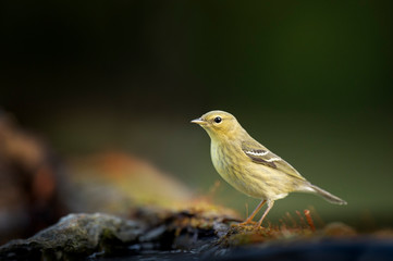 A close portrait of a Blackpoll Warbler perched in front of a smooth dark green background in soft light.