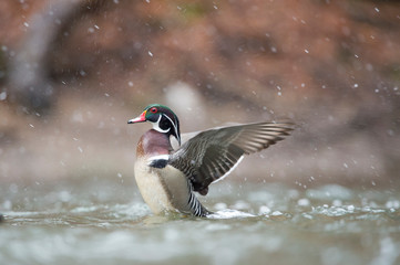 A male Wood Duck flaps its wings in the water on a snowy winter day.