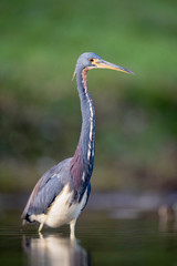 A Tricolored Heron wades in the shallow water in soft overcast light with a smooth green background.