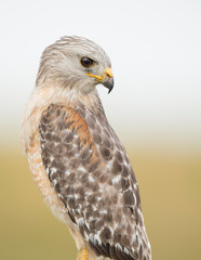 A close portrait of a Red-shouldered Hawk with a smooth background in soft light with its piercing eyes.