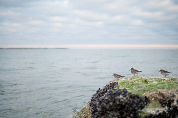 A small group of Purple Sandpipers stand on a seaweed covered jetty rock with mussels growing on it in the soft overcast light with clouds and water in the background.