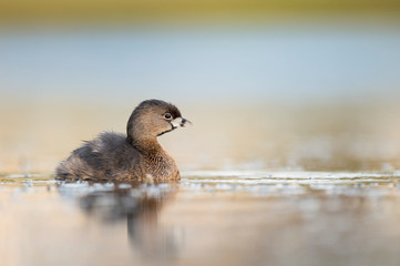 A Pied-billed Grebe floating on calm water in the soft early morning sunlight with a smooth out of focus background.