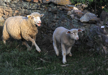 Naklejka premium oveja en españa