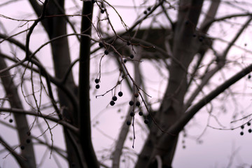 Dry berries on bare tree
