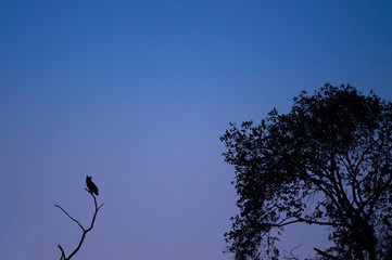 A Great-horned Owl perched on the top of a dead silhouetted against a dusk sky.