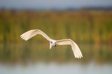 A large white Great Egret flies in front of a green grass background in the golden morning sunlight.