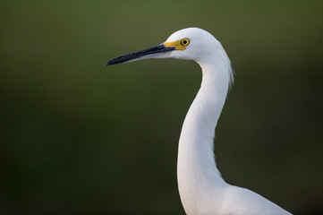 A close head shot of a Snowy Egret in soft sunlight with a smooth green background.