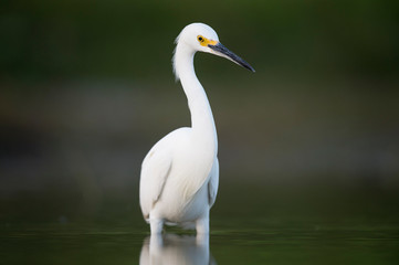 A Snowy Egret stalks the shallow water in search of food with a dark smooth background.