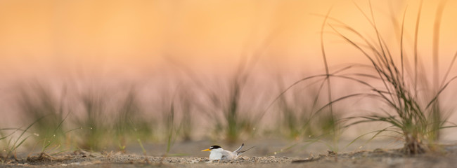 A Least Tern sits on its nest on a sandy beach with dune grasses around it with a pastel pink and orange sky at dawn.
