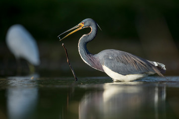 A Tricolored Heron stalks the shallow water in the early morning sun with a dark background and dramatic lighting.