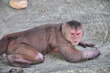 A monkey