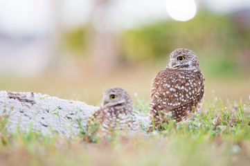 A pair of Florida Burrowing Owls standing in and around their burrow in soft light with a smooth green and brown background.