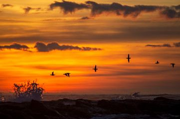 A group of Long-tailed Ducks fly over a jetty with crashing waves in front of a colorful sunrise sky and clouds.