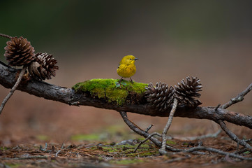 A bright yellow Pine Warbler perched on a branch with pine cones with a smooth background and soft overcast light.