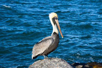 Pelican on rock